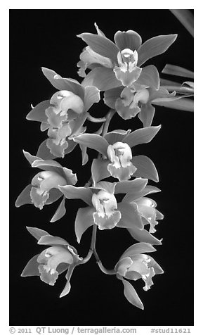 Cymbidium (Firewheel x Looker). A hybrid orchid (black and white)