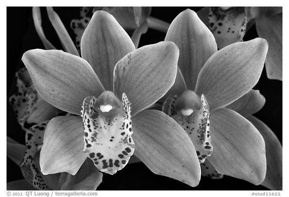 Cymbidium Alison Shaw 'Christmas Rose'. A hybrid orchid (black and white)