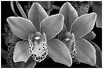 Cymbidium Alison Shaw 'Christmas Rose'. A hybrid orchid (black and white)