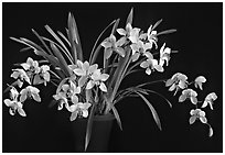 Cymbidium Rincon Lady 'Zita'. A hybrid orchid ( black and white)