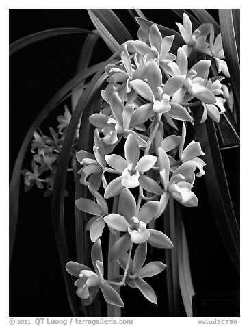 Cymbidium (Fifi x pumilum Album). A hybrid orchid (black and white)