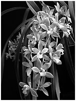 Cymbidium (Fifi x pumilum Album). A hybrid orchid ( black and white)