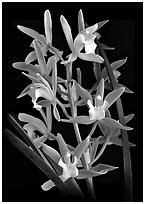Cymbidium Alice William. A hybrid orchid ( black and white)