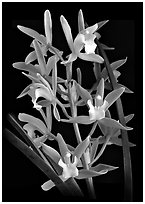 Cymbidium Alice William. A hybrid orchid (black and white)