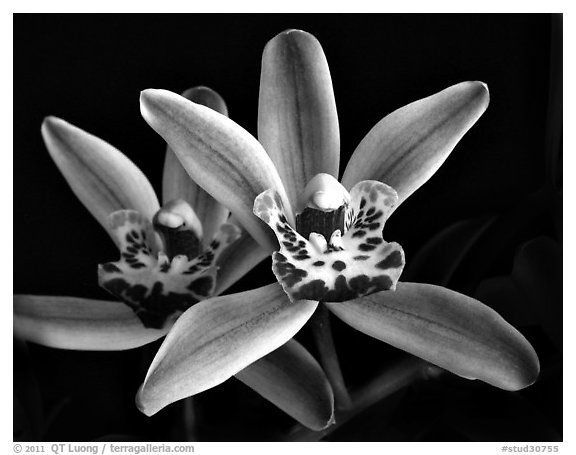 Cymbidium Amapola 'Victoria'. A hybrid orchid