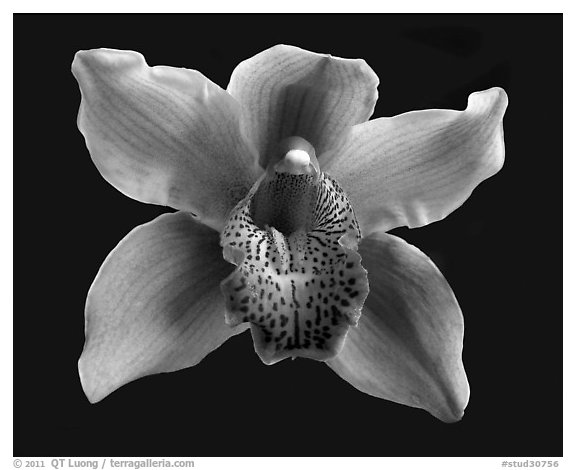 Cymbidium Astronaut 'Rajah' Flower. A hybrid orchid (black and white)