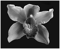 Cymbidium Astronaut 'Rajah' Flower. A hybrid orchid ( black and white)