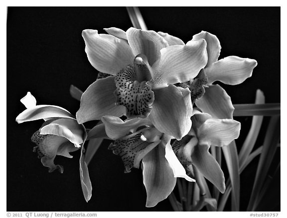 Cymbidium Astronaut 'Rajah'. A hybrid orchid (black and white)