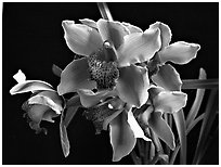 Cymbidium Astronaut 'Rajah'. A hybrid orchid ( black and white)