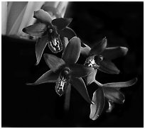 Cymbidium Australian Midnight. A hybrid orchid (black and white)