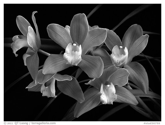 Cymbidium Baltic Sweetheart 'Sarah'. A hybrid orchid (black and white)