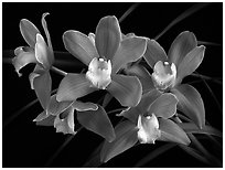 Cymbidium Baltic Sweetheart 'Sarah'. A hybrid orchid (black and white)