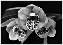 Cymbidium Be-Bop Delux 'Teeny Booper' Flower. A hybrid orchid (black and white)