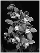 Cymbidium Big Deal 'Debbie'. A hybrid orchid ( black and white)