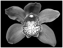 Cymbidium Big Deal 'Debbie' Flower. A hybrid orchid ( black and white)