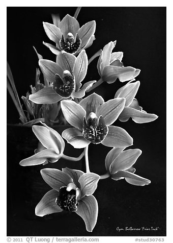 Cymbidium Bulbarrow 'Friar Tuck'. A hybrid orchid (black and white)