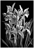 Cymbidium Cherry Blossom 'Profusion'. A hybrid orchid (black and white)