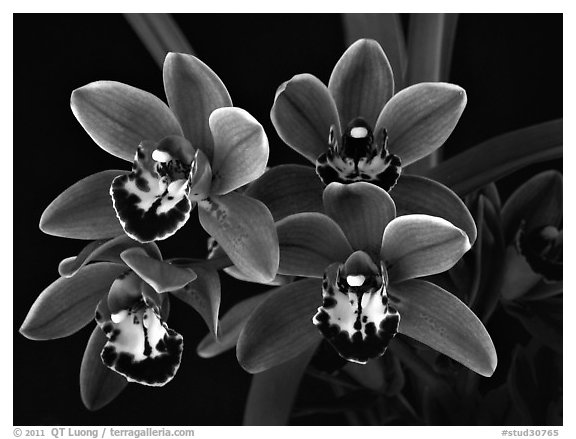 Cymbidium Cherry Cola 'Geyserland'. A hybrid orchid (black and white)