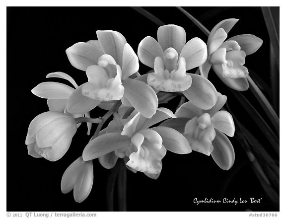 Cymbidium Cindy Lou 'Bert'. A hybrid orchid (black and white)