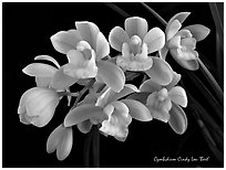 Cymbidium Cindy Lou 'Bert'. A hybrid orchid ( black and white)
