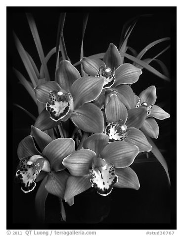 Cymbidium Claude Pepper 'Purple Splendor'. A hybrid orchid (black and white)