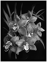 Cymbidium Claude Pepper 'Purple Splendor'. A hybrid orchid ( black and white)