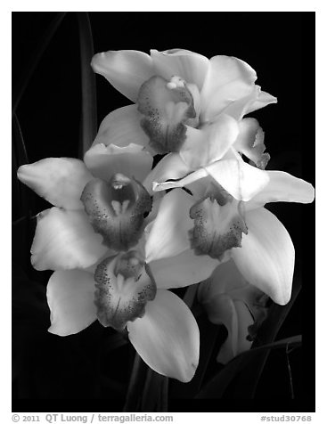 Cymbidium Cleo Sherman 'Danielle'. A hybrid orchid (black and white)