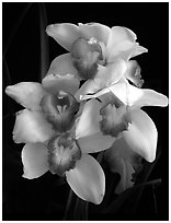 Cymbidium Cleo Sherman 'Danielle'. A hybrid orchid (black and white)