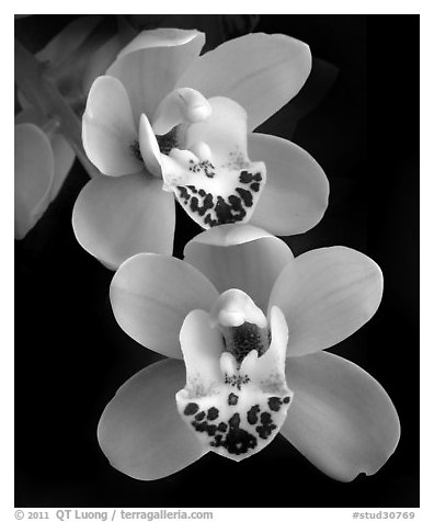 Cymbidium Dame Catherine 'Spring Day' Flower. A hybrid orchid (black and white)