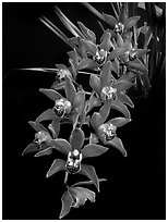 Cymbidium Devon Fire. A hybrid orchid ( black and white)