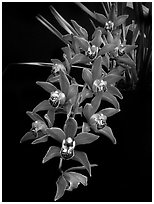 Cymbidium Devon Fire. A hybrid orchid (black and white)