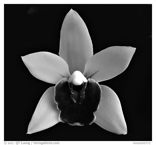 Cymbidium Devon Gala 'New Horizon' Flower. A hybrid orchid (black and white)