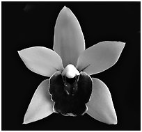 Cymbidium Devon Gala 'New Horizon' Flower. A hybrid orchid ( black and white)