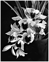 Cymbidium Devon Gala 'New Horizon'. A hybrid orchid (black and white)