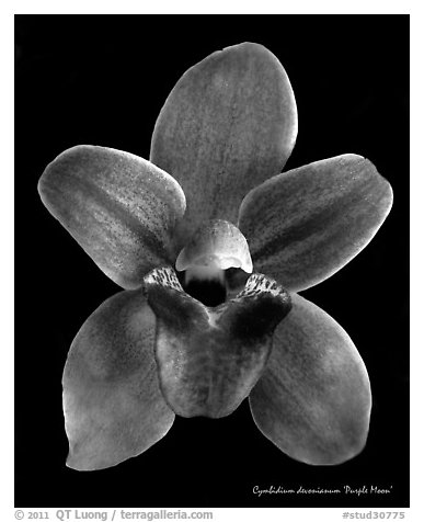 Cymbidium devonianum Flower.  A species orchid. A hybrid orchid (black and white)