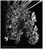 Cymbidium devonianum.  A species orchid. A hybrid orchid ( black and white)