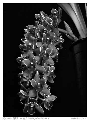 Cymbidium Dorothy Stockstill 'Forgotten Fruit'. A hybrid orchid (black and white)