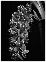 Cymbidium Dorothy Stockstill 'Forgotten Fruit'. A hybrid orchid ( black and white)