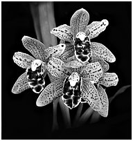 Cymbidium Dry Devon 'Meadow'. A hybrid orchid ( black and white)