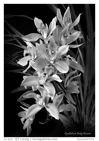 Cymbidium Early Harvest. A hybrid orchid (black and white)