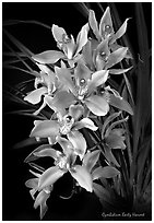 Cymbidium Early Harvest. A hybrid orchid ( black and white)