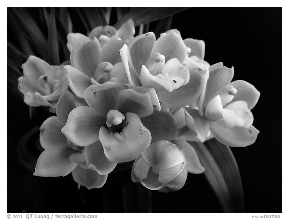 Cymbidium Cymbidium Eatern Wind. A hybrid orchid (black and white)