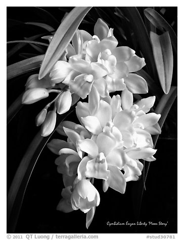 Cymbidium Enzan Liberty 'Moon Story'. A hybrid orchid (black and white)