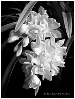 Cymbidium Enzan Liberty 'Moon Story'. A hybrid orchid ( black and white)