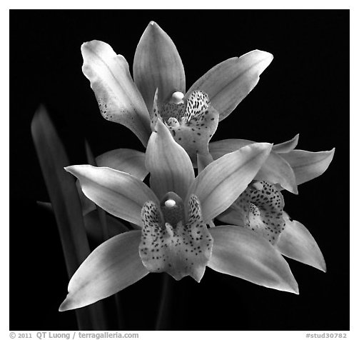 Cymbidium Florida Flamingo. A hybrid orchid (black and white)