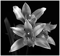 Cymbidium Florida Flamingo. A hybrid orchid (black and white)