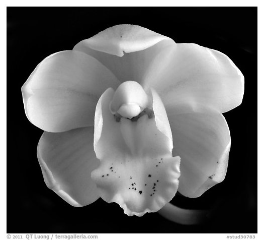 Cymbidium Gladys Whitesell. A hybrid orchid (black and white)