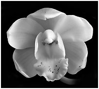 Cymbidium Gladys Whitesell. A hybrid orchid (black and white)