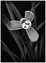 Cymbidium goeringii.  A species orchid.. A hybrid orchid (black and white)