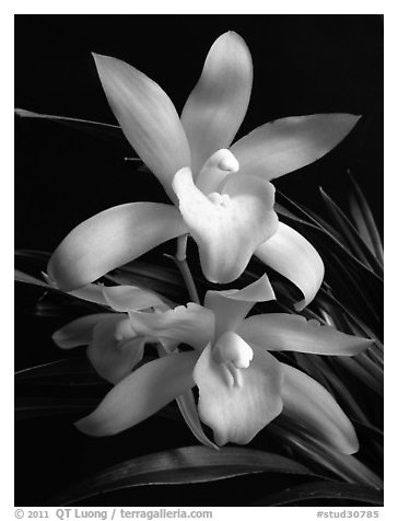 Cymbidium Golden Elf 'Sundust'. A hybrid orchid (black and white)